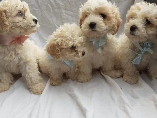 PoulaTo: Πωλείται υπέροχο κουτάβι cavachon.